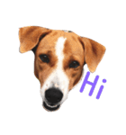 Red bean dog（個別スタンプ：4）
