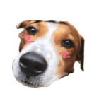 Red bean dog（個別スタンプ：5）