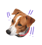 Red bean dog（個別スタンプ：6）