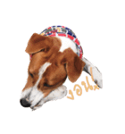 Red bean dog（個別スタンプ：10）