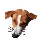 Red bean dog（個別スタンプ：11）