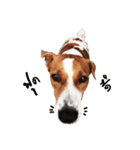 Red bean dog（個別スタンプ：12）