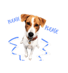 Red bean dog（個別スタンプ：13）