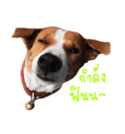 Red bean dog（個別スタンプ：14）