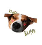 Red bean dog（個別スタンプ：15）