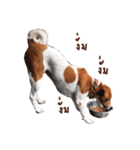 Red bean dog（個別スタンプ：16）