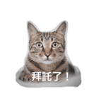 RUBI（個別スタンプ：4）