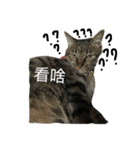 small Valley（個別スタンプ：1）