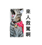 small Valley（個別スタンプ：2）