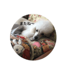 白ぷーのリボンちゃん（個別スタンプ：5）