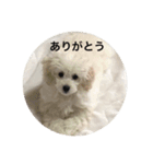 白ぷーのリボンちゃん（個別スタンプ：6）