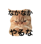 エキゾチック jam（個別スタンプ：12）