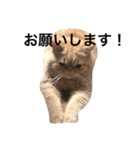 エキゾチック jam（個別スタンプ：13）