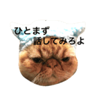 エキゾチック jam（個別スタンプ：17）