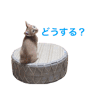 ちょうニャンズ（個別スタンプ：10）