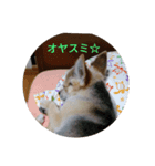 ベル＆チップ②（個別スタンプ：3）