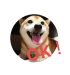 豆柴 コロ（個別スタンプ：1）