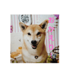 豆柴 コロ（個別スタンプ：5）