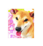 豆柴 コロ（個別スタンプ：6）