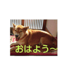 豆柴 コロ（個別スタンプ：7）