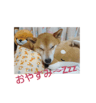 豆柴 コロ（個別スタンプ：8）