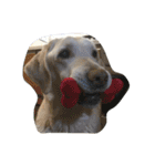 sweet Labrador（個別スタンプ：1）