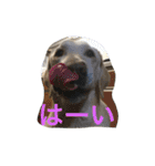 sweet Labrador（個別スタンプ：2）