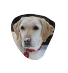 sweet Labrador（個別スタンプ：3）