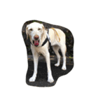 sweet Labrador（個別スタンプ：4）