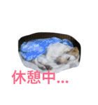 sweet Labrador（個別スタンプ：5）