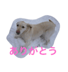 sweet Labrador（個別スタンプ：6）