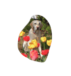 sweet Labrador（個別スタンプ：7）