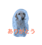 sweet Labrador（個別スタンプ：8）
