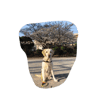 sweet Labrador（個別スタンプ：9）