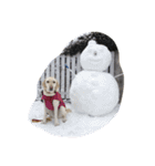 sweet Labrador（個別スタンプ：11）