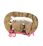 sweet Labrador（個別スタンプ：12）