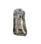 sweet Labrador（個別スタンプ：13）