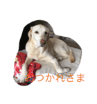 sweet Labrador（個別スタンプ：15）