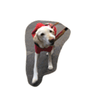 sweet Labrador（個別スタンプ：17）