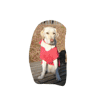 sweet Labrador（個別スタンプ：18）