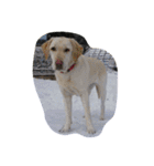 sweet Labrador（個別スタンプ：19）