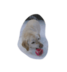 sweet Labrador（個別スタンプ：21）