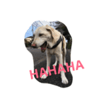 sweet Labrador（個別スタンプ：23）