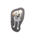 sweet Labrador（個別スタンプ：25）