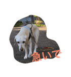 sweet Labrador（個別スタンプ：27）