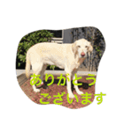sweet Labrador（個別スタンプ：29）