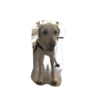 sweet Labrador（個別スタンプ：31）