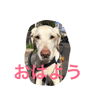sweet Labrador（個別スタンプ：32）