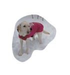 sweet Labrador（個別スタンプ：33）