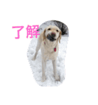 sweet Labrador（個別スタンプ：35）